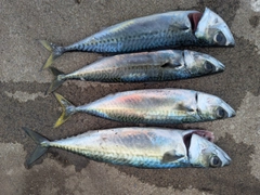 サバの釣果