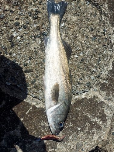 マルスズキの釣果
