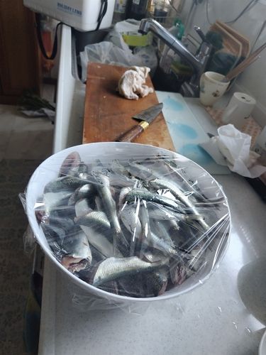 イワシの釣果