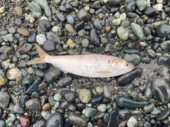 コノシロの釣果