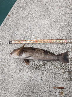 アイナメの釣果