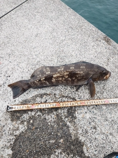 アイナメの釣果