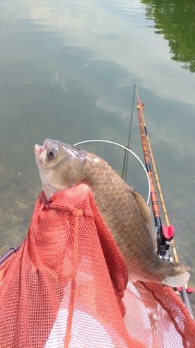 ヘラブナの釣果