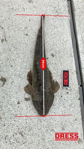 コチの釣果