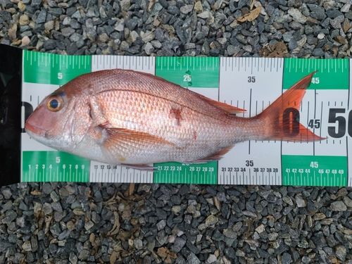 タイの釣果