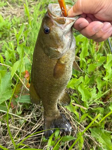 スモールマウスバスの釣果