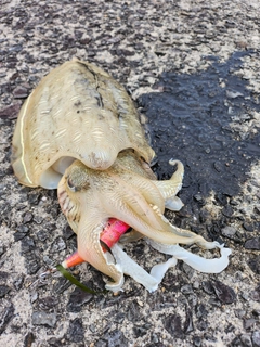 コウイカの釣果