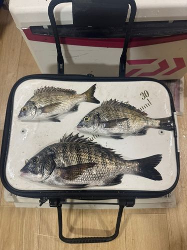 チヌの釣果