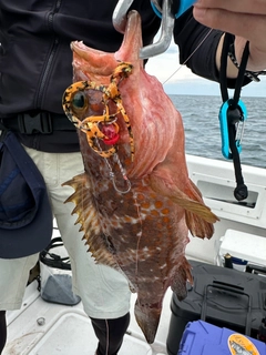 アコウの釣果