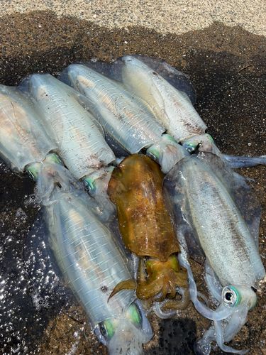 アオリイカの釣果