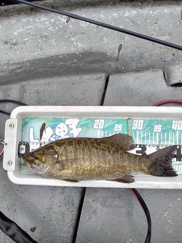 スモールマウスバスの釣果