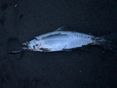 サクラマスの釣果
