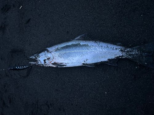 サクラマスの釣果