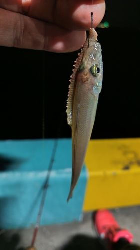 キスの釣果