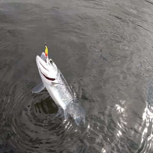 ニジマスの釣果