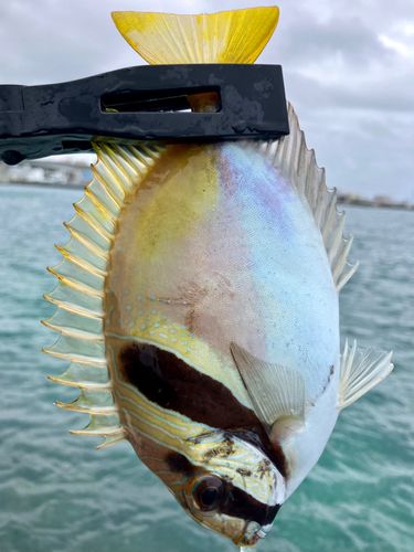 ヒメアイゴの釣果