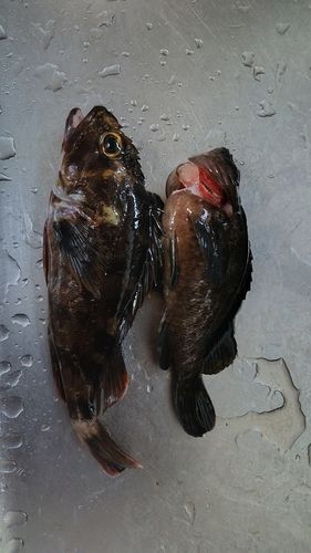 キスの釣果