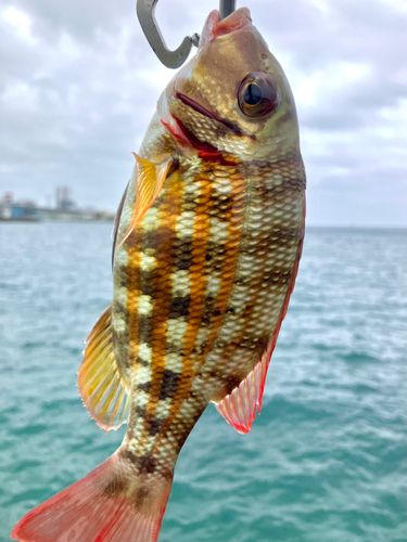 ハナフエフキの釣果