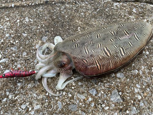 モンゴウイカの釣果