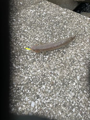 エソの釣果