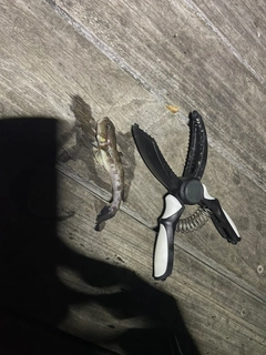 アカハゼの釣果