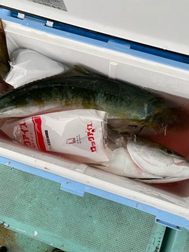 メジロの釣果