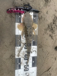 マゴチの釣果