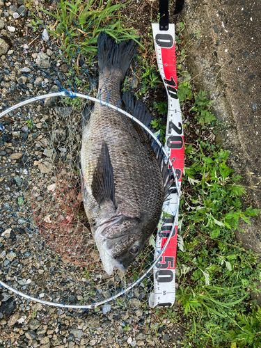 チヌの釣果