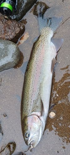 ニジマスの釣果