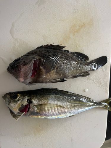 クロソイの釣果