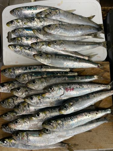 マイワシの釣果