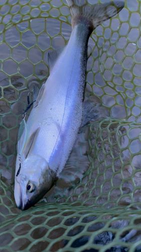 ヒメマスの釣果