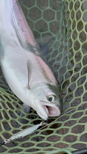 ヒメマスの釣果