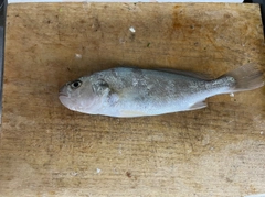 イシモチの釣果