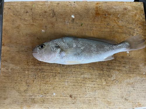 イシモチの釣果