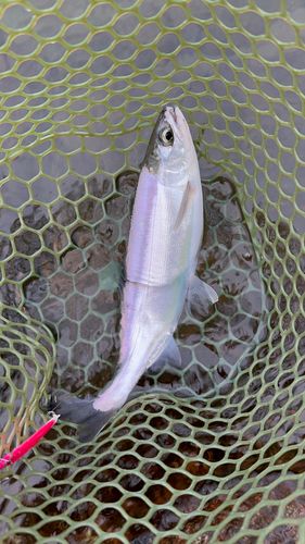 ヒメマスの釣果