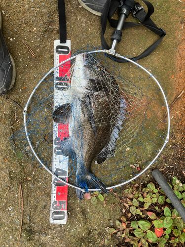 チヌの釣果