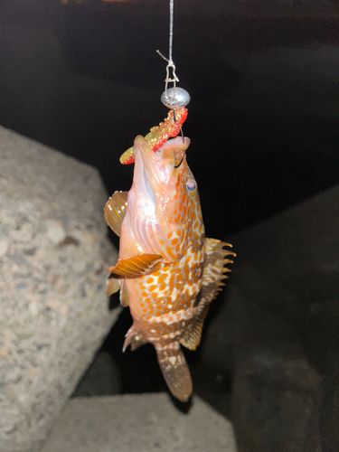オニカサゴの釣果