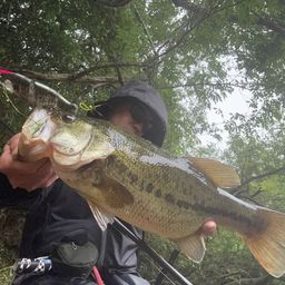 Sabo. さんの 2026年06月07日のブラックバスの釣り・釣果情報(和歌山県