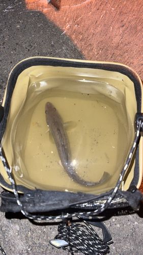 アメマスの釣果