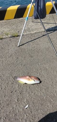 イラの釣果
