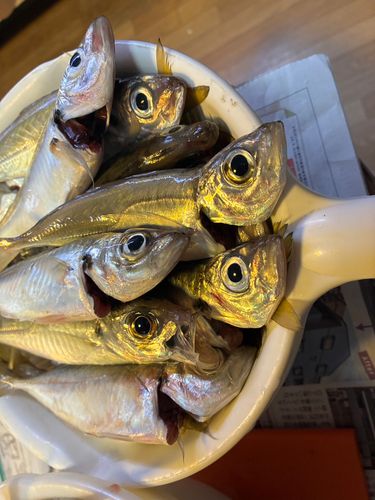 アジの釣果