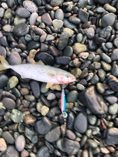 ワカシの釣果