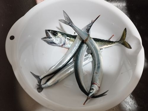 サバの釣果