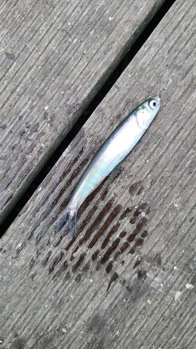イワシの釣果