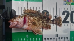 カサゴの釣果