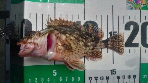 カサゴの釣果
