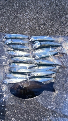 サバの釣果