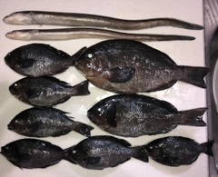 グレの釣果