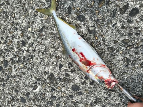 ツバイソの釣果
